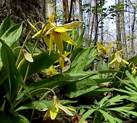 Trout Lily - Erythronium americanum